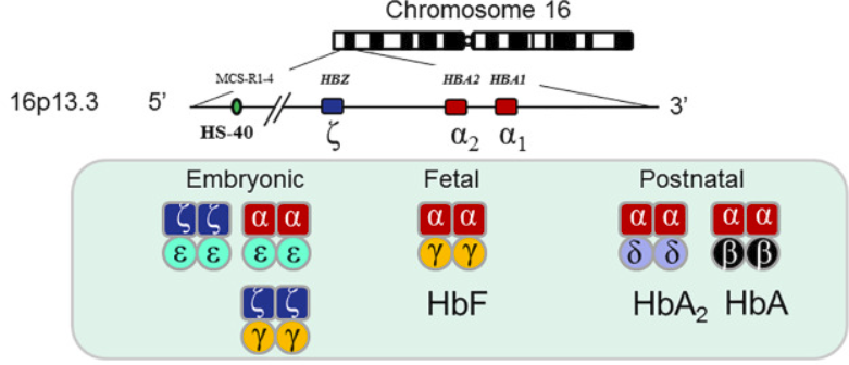 Xét nghiệm gen di truyền HBA1 và HBA2 chẩn đoán bệnh Alpha Thalassemia
